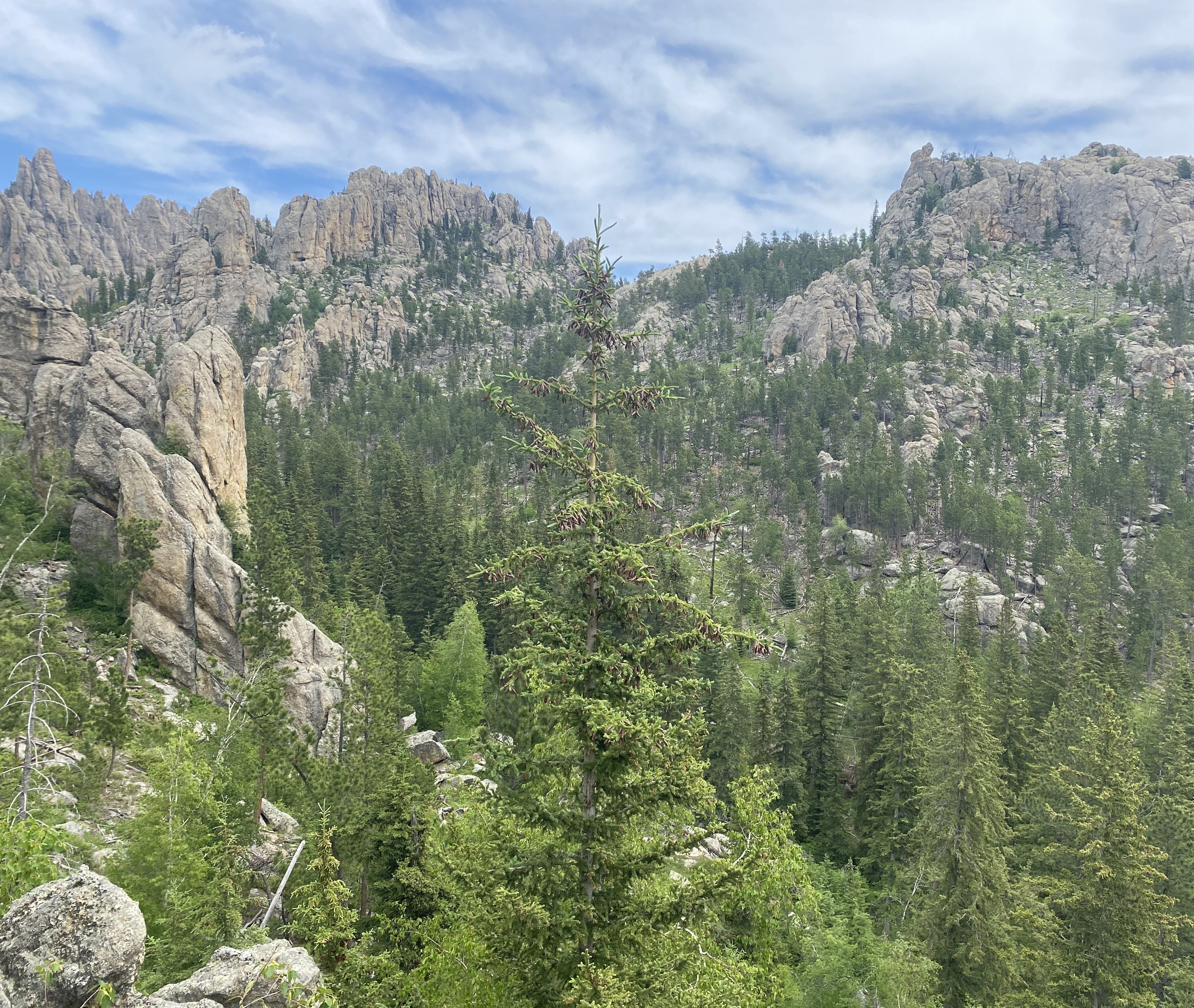 Photo 4 of Custer