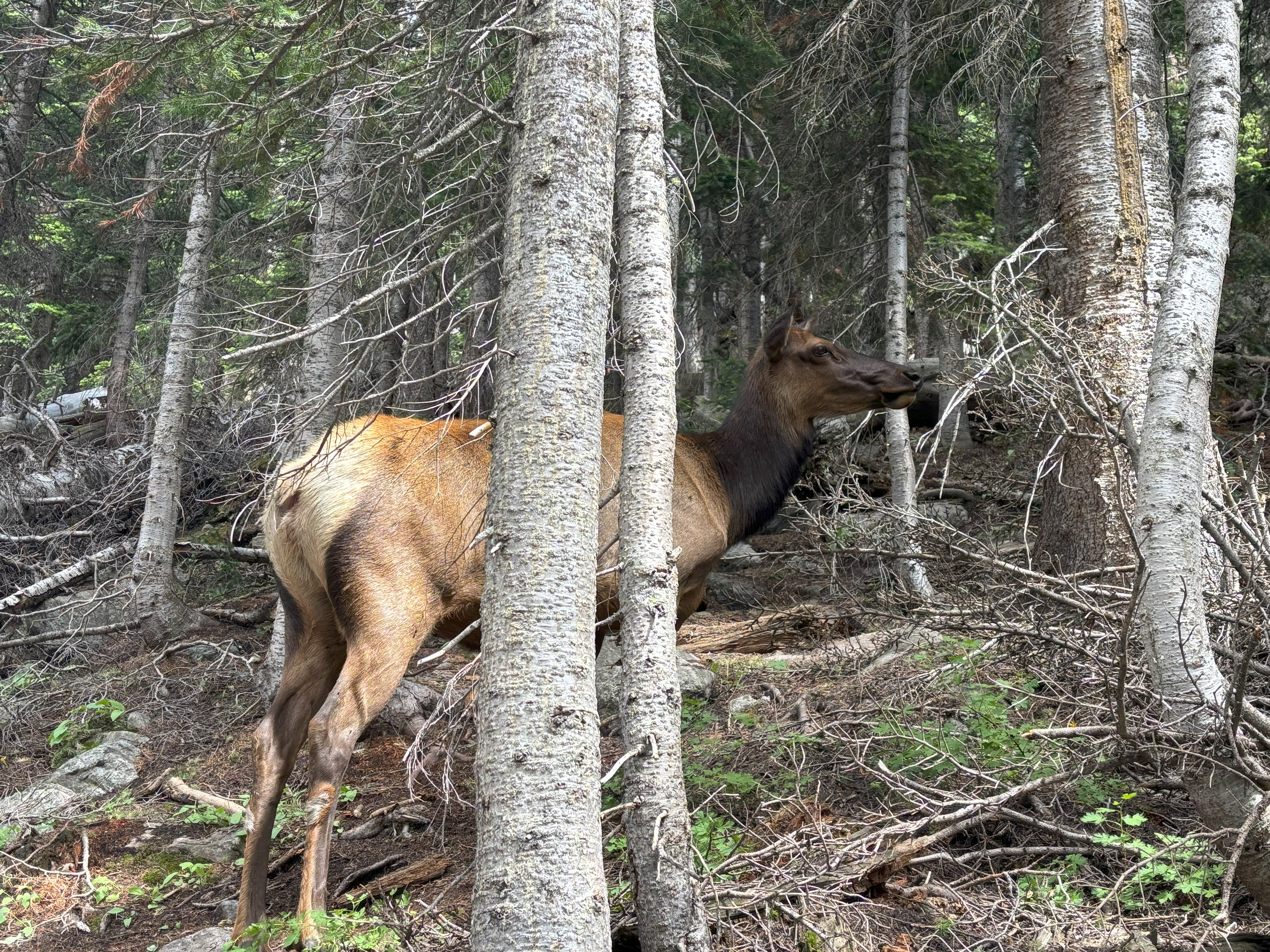 Photo 7 of Rocky Mountain