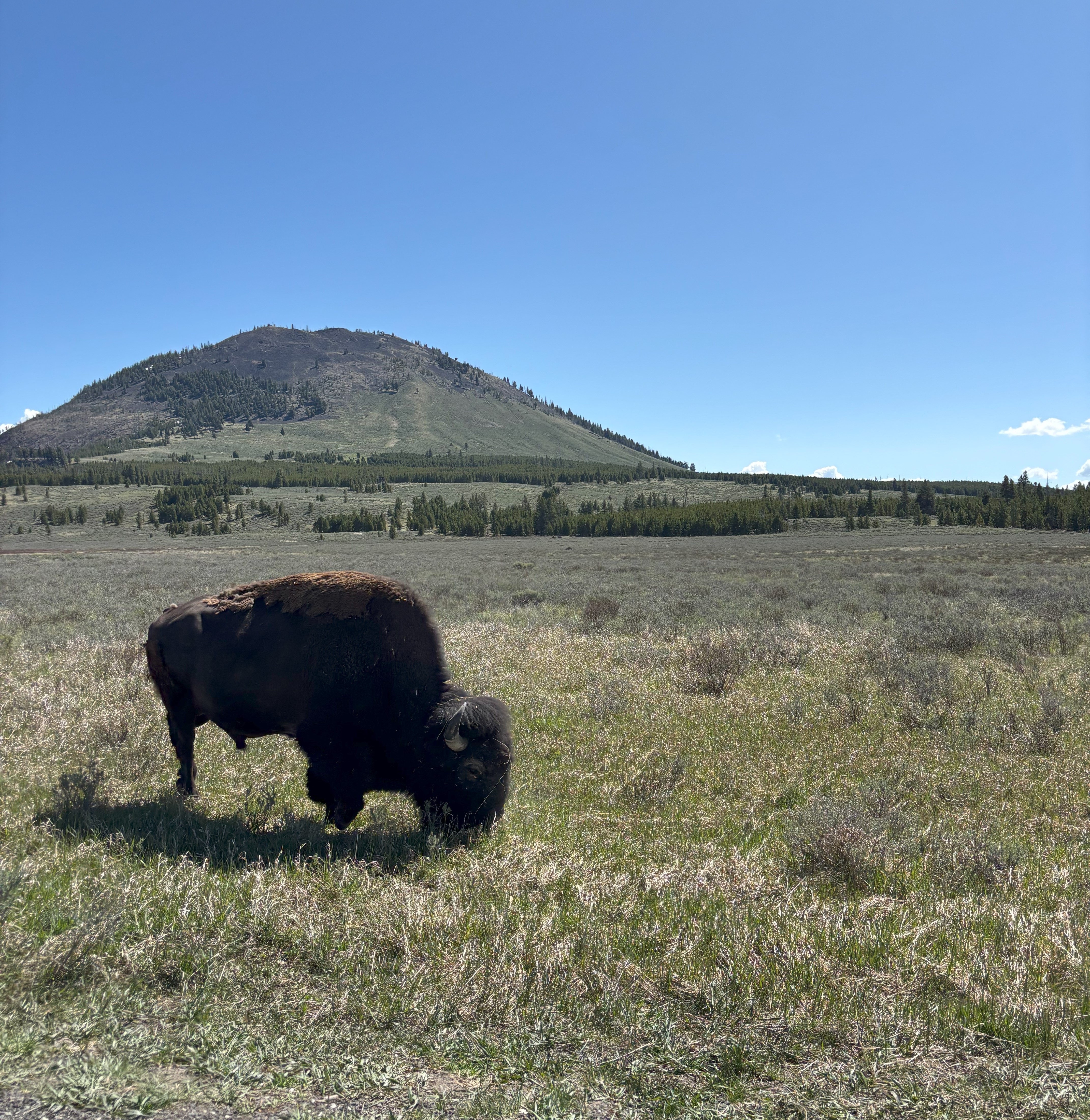 Photo 5 of Yellowstone