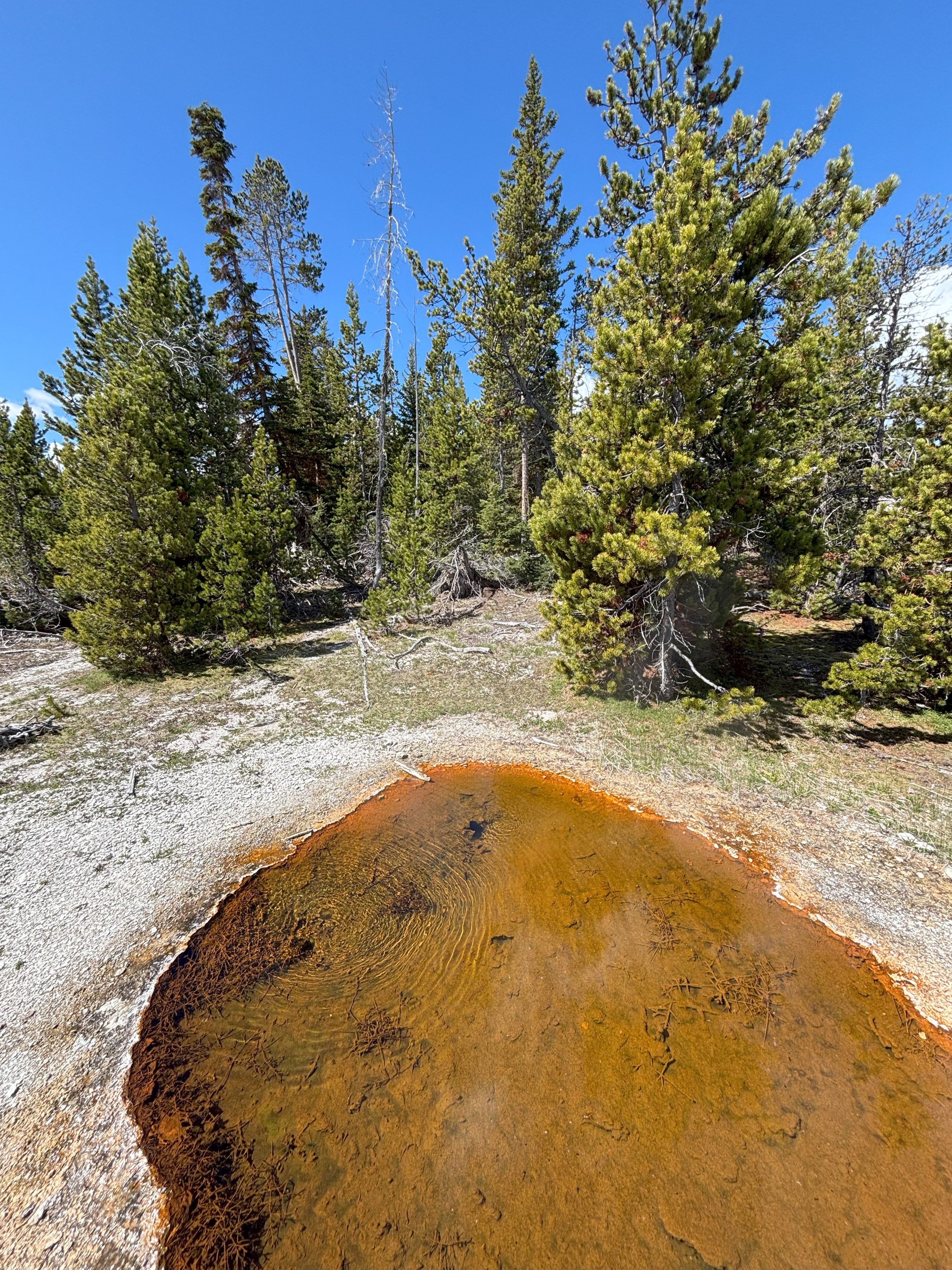 Photo 13 of Yellowstone