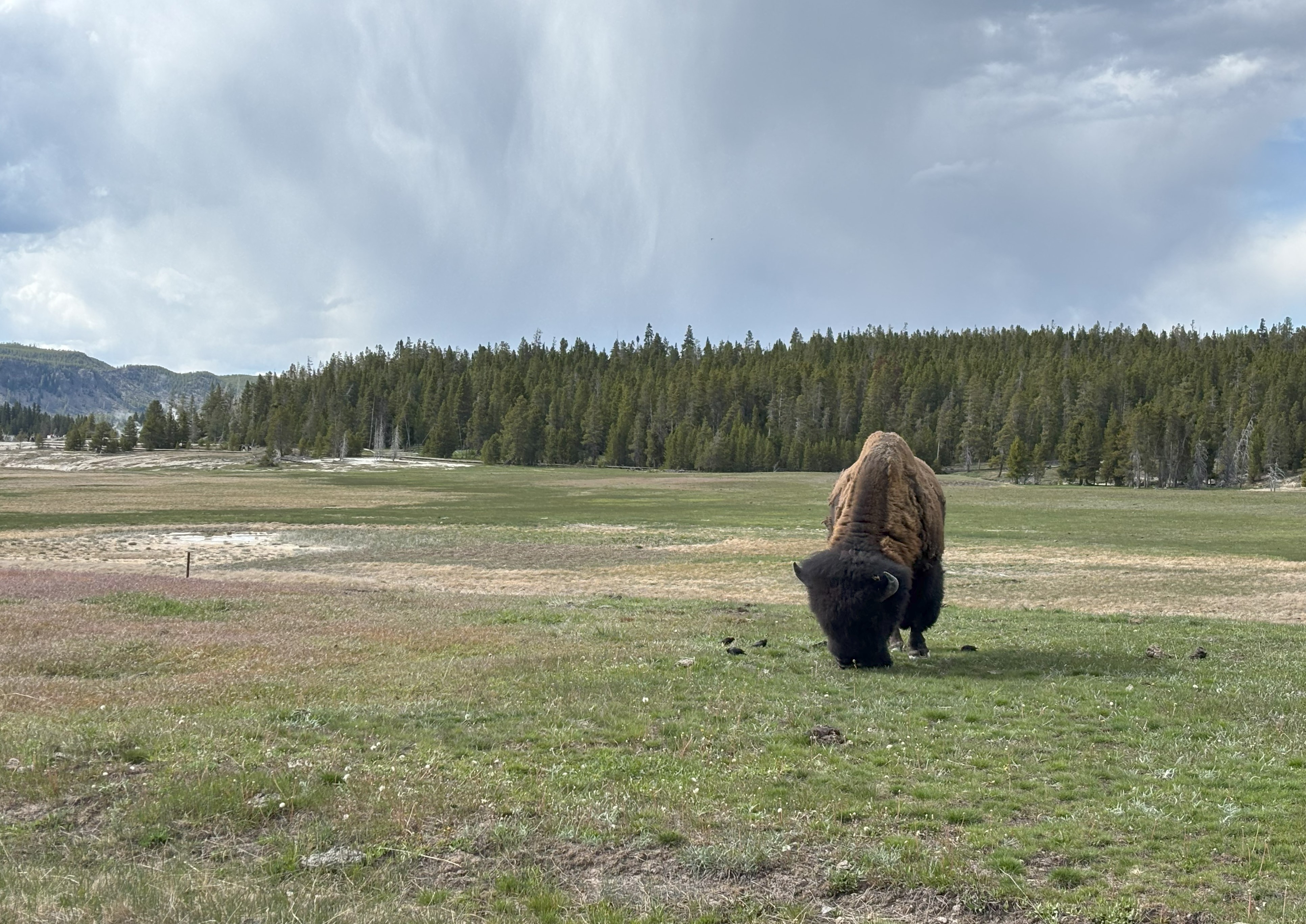 Photo 14 of Yellowstone